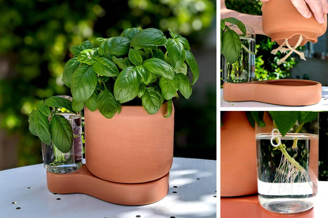 Test et avis sur le kit de bouturage Greenfinity, un cadeau écologique et originale pour réaliser de belles boutures en toute simplicité