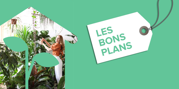 Profitez d'offres spéciales sur une sélection d'articles Maison Fertile