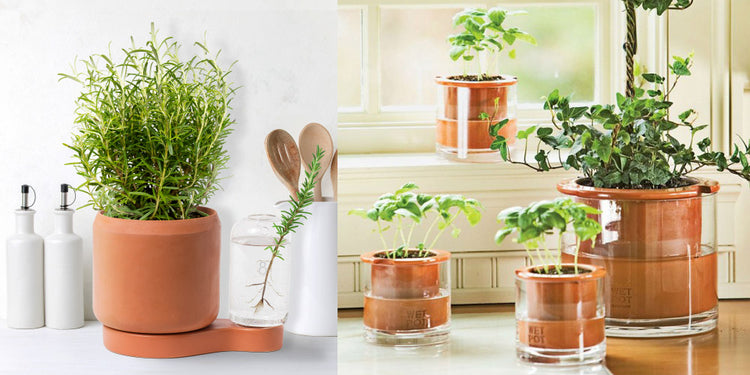 les pots à réserve d'eau irriguent les plantes de manière constante et mesurée pour avoir de belles plantes toutes l'année