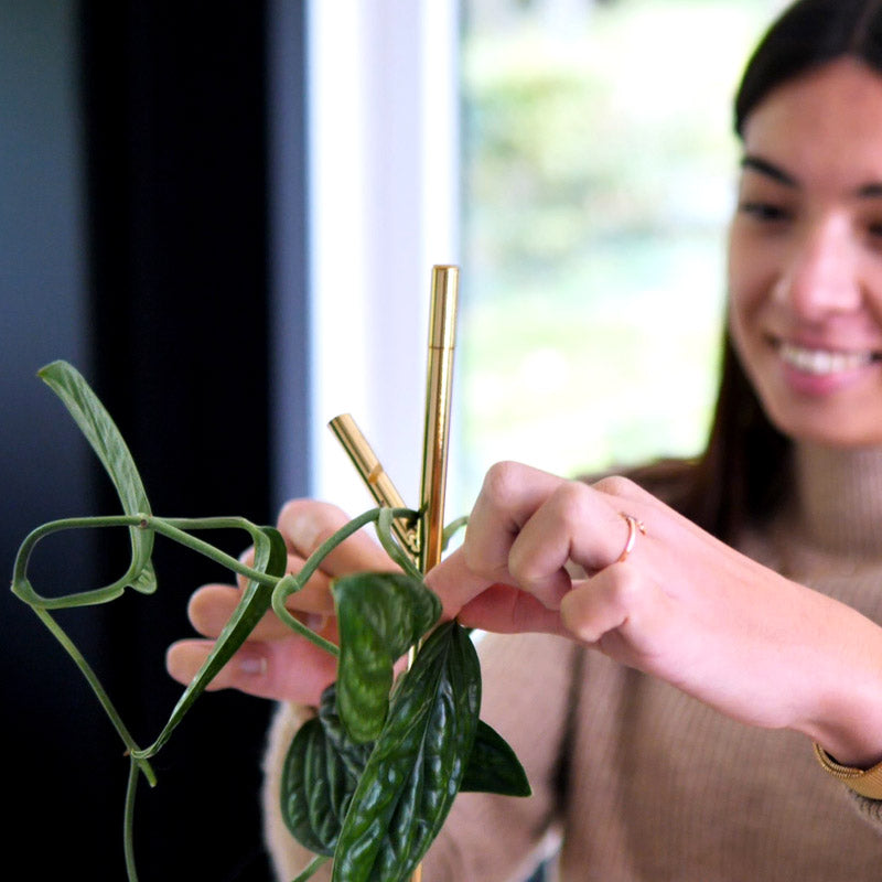 le tuteur air branch de greenfinity permet de soutenir et faire grandir les plantes