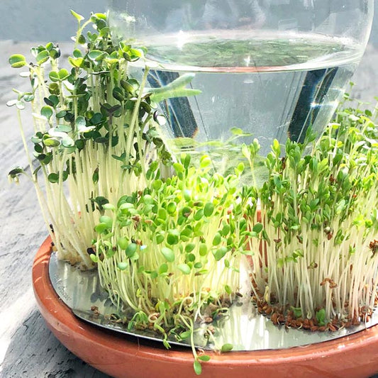 jeunes pousses savoureuses et pleines de vitamines prêtes à cueillir