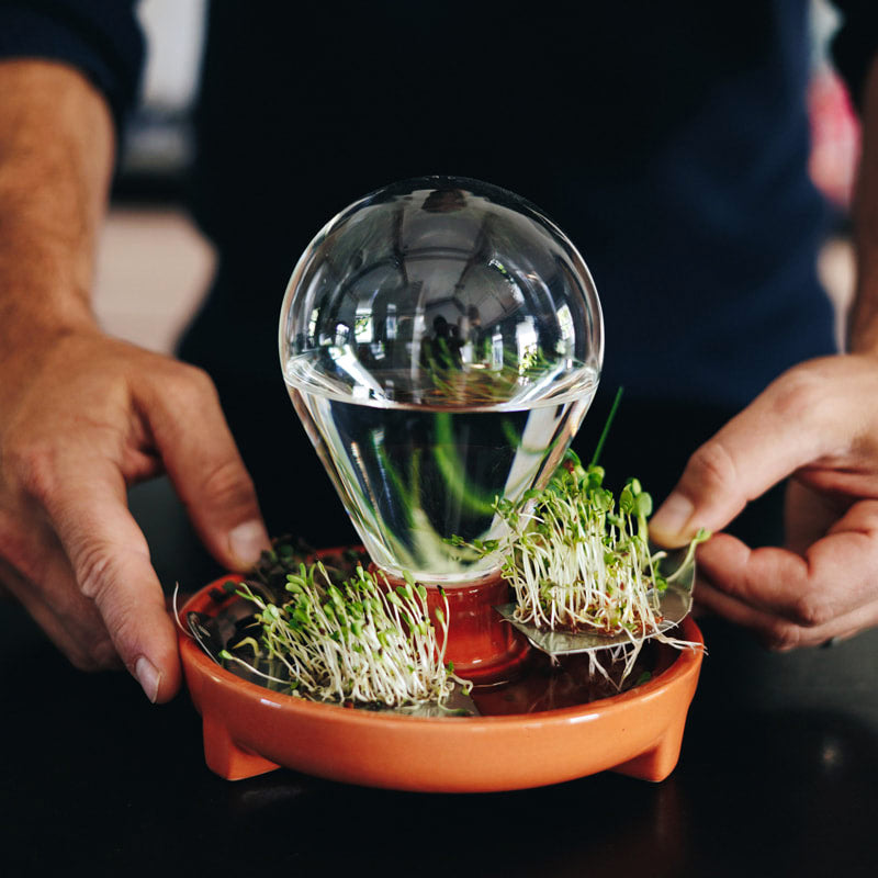 germoir en terre cuite avec bulle d'arrosage en verre pour cultiver vos micro-pousses