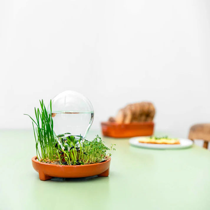 faîtes pousser des micro-pousses pleine de saveur et de vitamines dans un joli germoir en terre cuite naturelle et verre