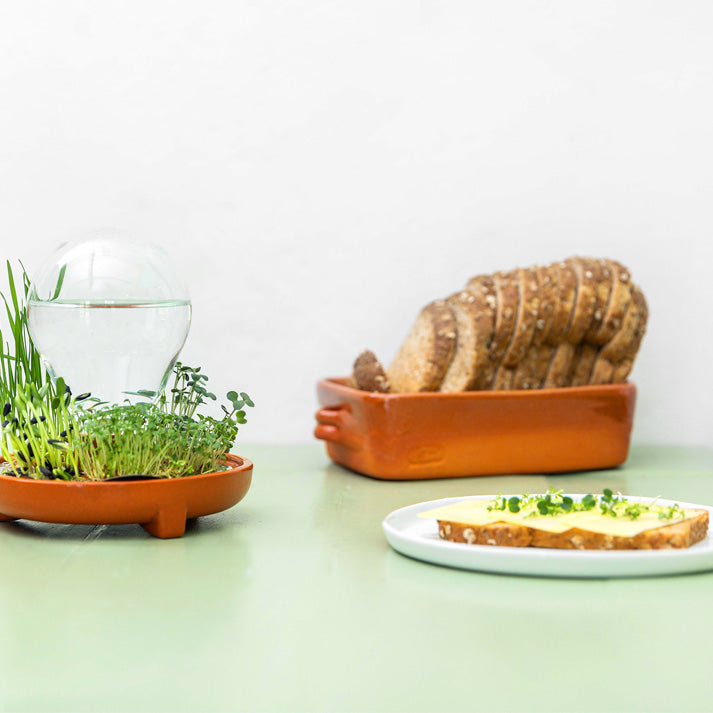 déguster une délicieuse tartine de micro pousses naturelles cultivées chez soi dans le germoir en terre cuite Patella Crescenda