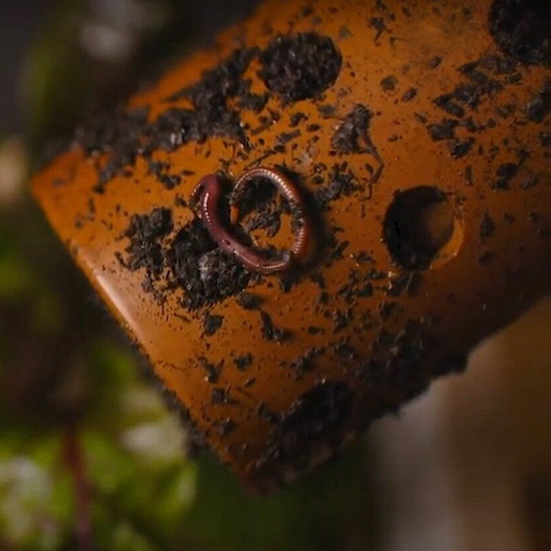 les vers de compost viennent se nourrir des épluchures contenues dans le lombricomposteur tube