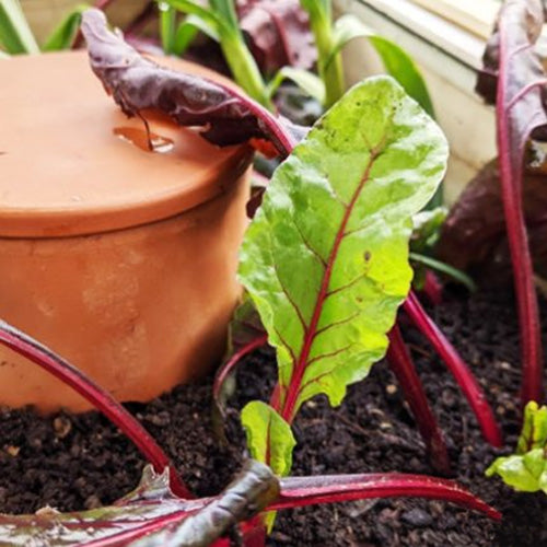 lombricomposteur enterré aux pieds des plantes dans une jardinière de balcon