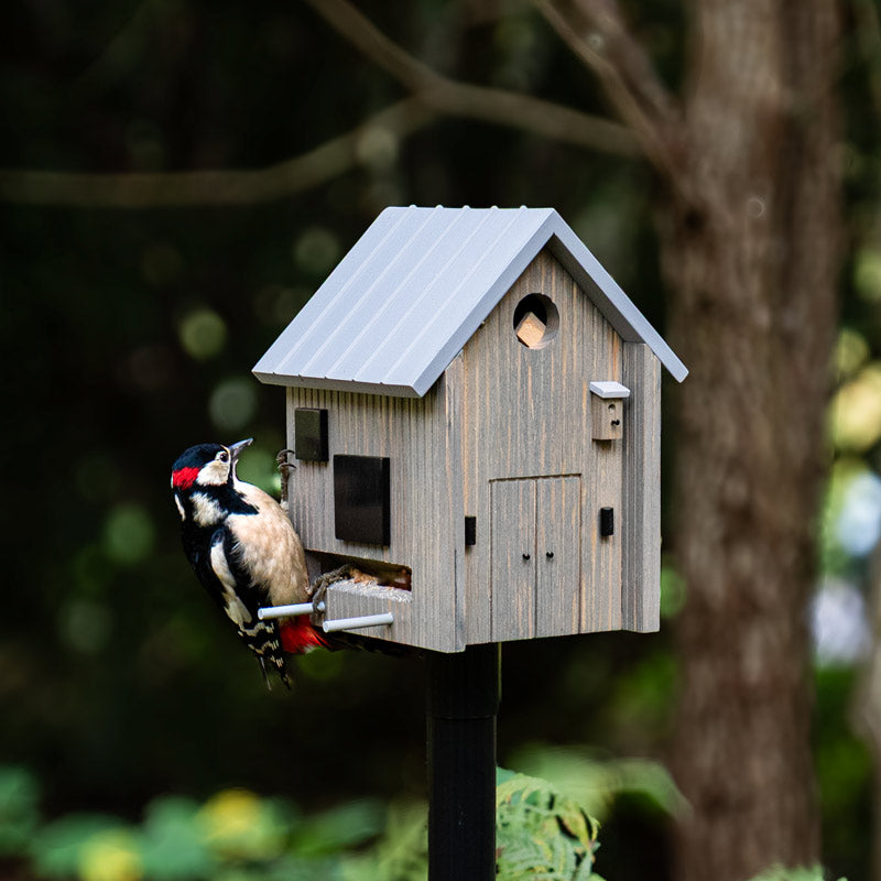 nichoir abri pour oiseaux avec fonction mangeoire, fabriqué en bois massif de qualité et conçu pour durer