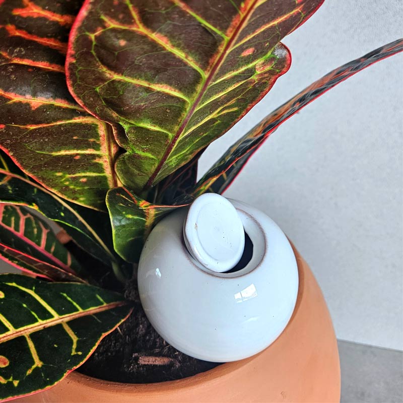 Améliorez l’arrosage de vos plantes vertes avec une olla à planter en terre cuite
