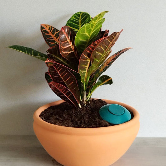 olla en terre cuite à planter dans un pot pour arroser progressivement la plante