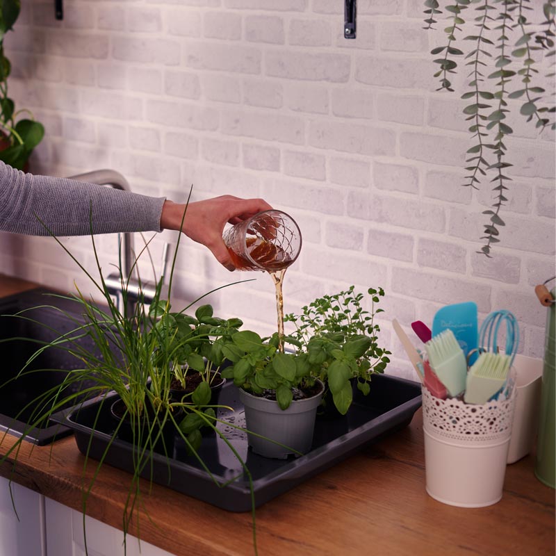 le thé ou jus de compost est un engrais riche et 100% naturel pour les plantes