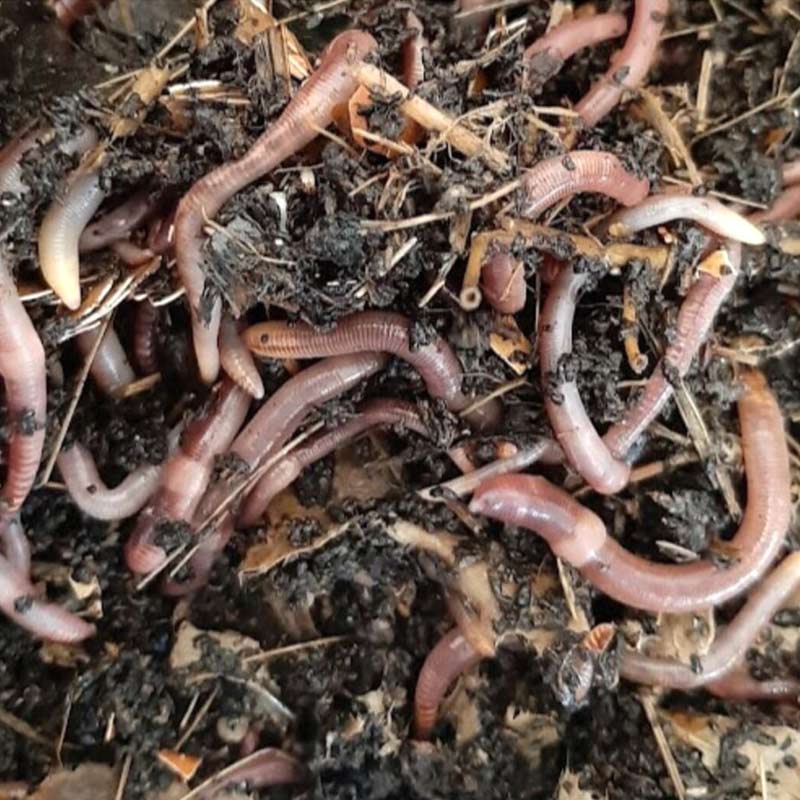 les vers de compost sont connus sous divers noms communs : ver du fumier (Eisenia fetida), ver rouge ou ver tigré. Ces vers de terre se nourrissent de la décomposition de matières organiques de surface telles que nos épluchures de cuisine