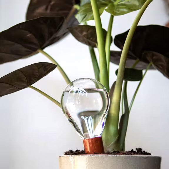 Ampoules d'arrosage de plantes Globes automatiques auto-arrosants