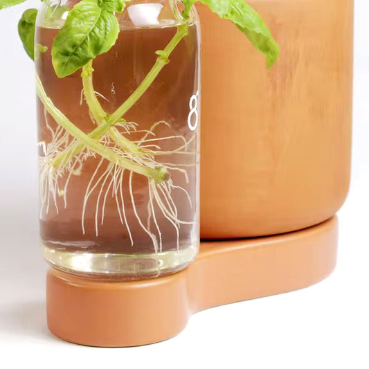 Dans le pot greenfinity, on crée des boutures en toute simplicité. Il suffit de couper quelques pousses et de laisser la nature opérer. Le récipient à bouture en verre transparent permet de suivre la croissance des racines