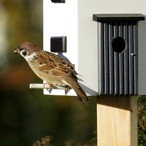 un nichoir au printemps, une mangeoire en hiver. La cabane à oiseaux maison moderne WG108 de Wildlife Garden est très apprécié des oiseaux