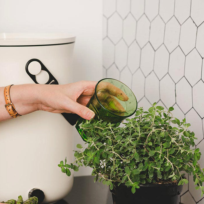 les plantes sont belles et épanouies quand elle sont arrosées de temps en temps avec le jus de compost provenant du composteur bokashi organko 2