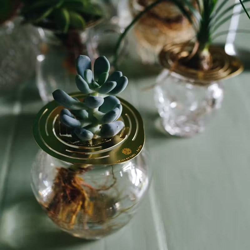 disque en laiton helios house of thol idéal pour cultiver ses plantes et admirer le développement des racines