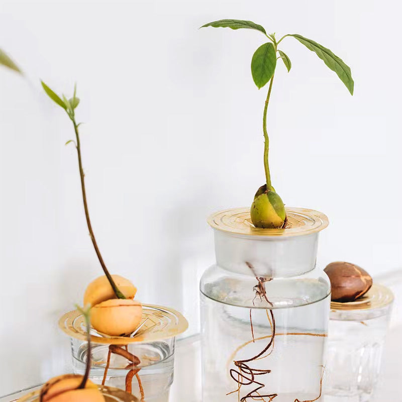 kit de culture pour avocat composé d'un disque en laiton malléable à ouverture personalisable pour l'adapter à n'importe qu'elle noyau, petite plante ou bouture