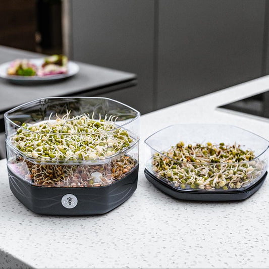 germoir avec 3 étages pour faire germer 3 types de graines différents en même temps