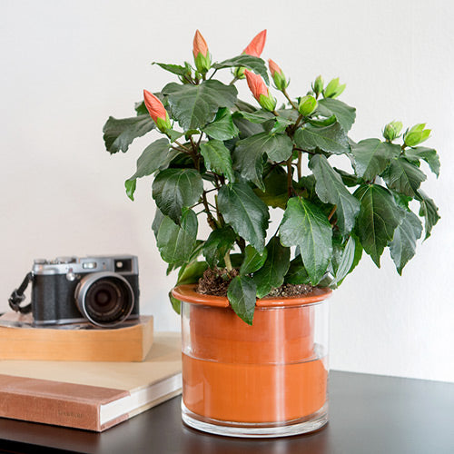 plante hibiscus épanouie dans un pot auto-arrosant wetpot taille M