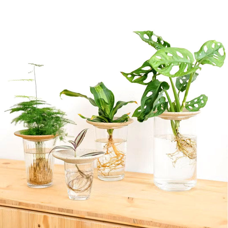 faire pousser des plantes avec la coupelle de germination pepin permet d'admirer le développement racinaire des plantes