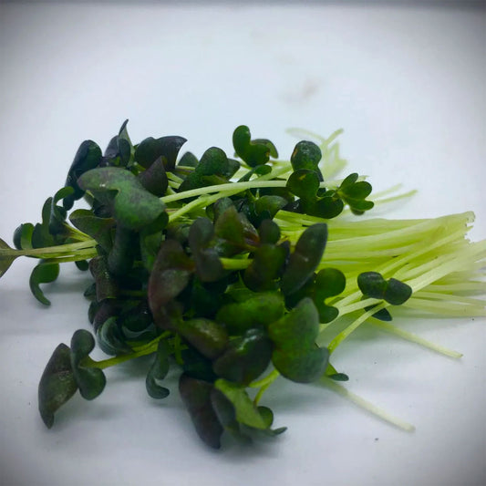 Kit de culture micro pousses moutarde Mizuna rouge bio