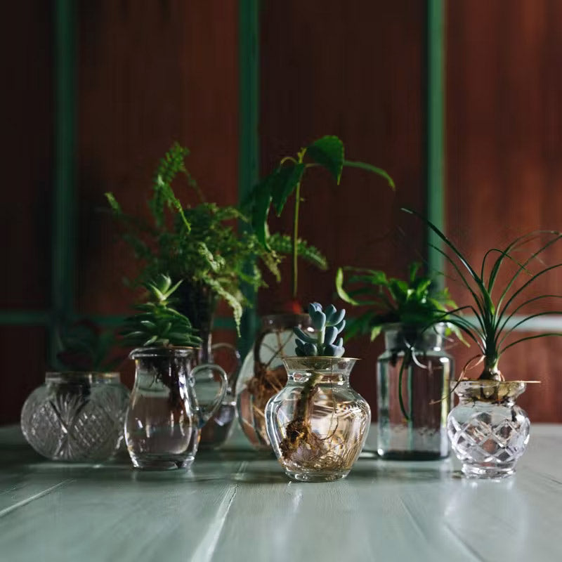 Multipliez les plantes chez vous grâce au disque de croissance Hélios. Facile à installer et décoratif, il permet de voir grandir les plantes et d'admirer le développement progressif des racines