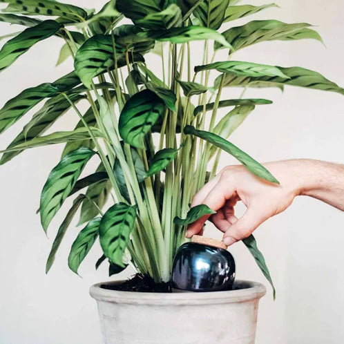 Ollas Pépin bleu métal à planter pour arroser ses plantes en douceur par capillarité
