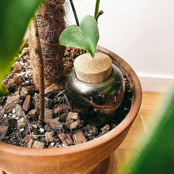 Ollas / Oyas Pépin cône d'arrosage décoratif à planter - Or Antique –  Maison Fertile