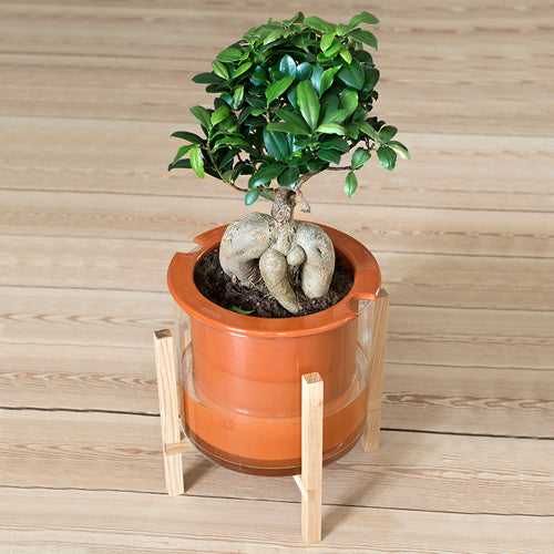 WET POT M avec support de plante en bois 2 positions - taille M