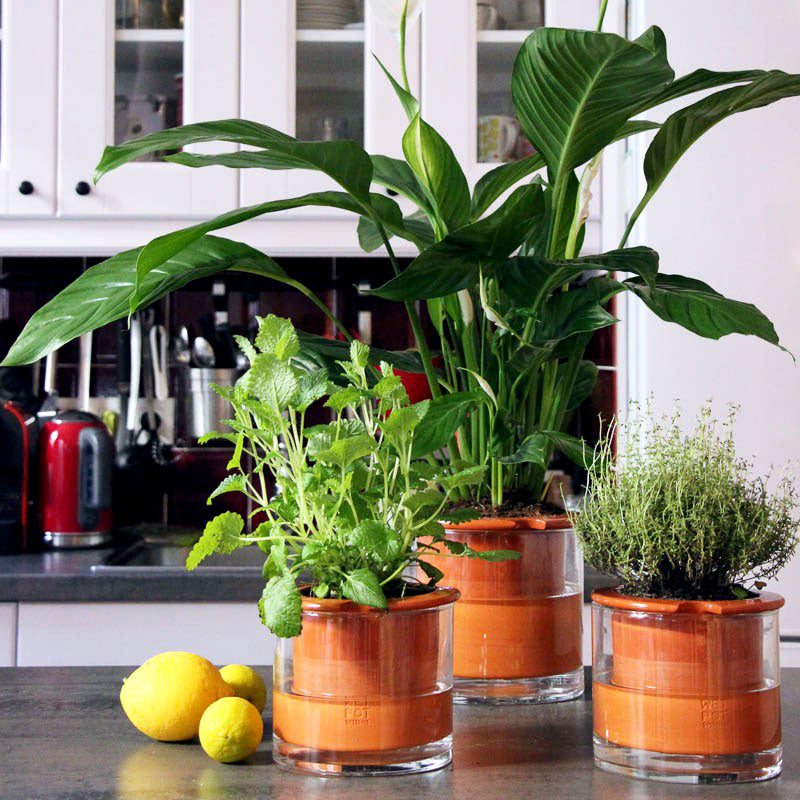les plantes et les herbes aromatiques se plaisent dans leur pot à réserve d'eau Wet Pot