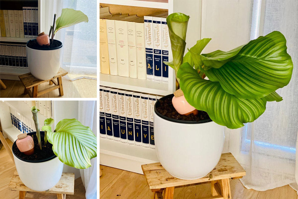 ollas pépin poterie d'arrosage naturelle et efficace pour ma plante calathea