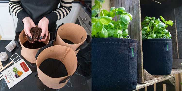 les kits à planter et à faire pousser permettent de cultiver soi-même des légumes ou des herbes aromatiques