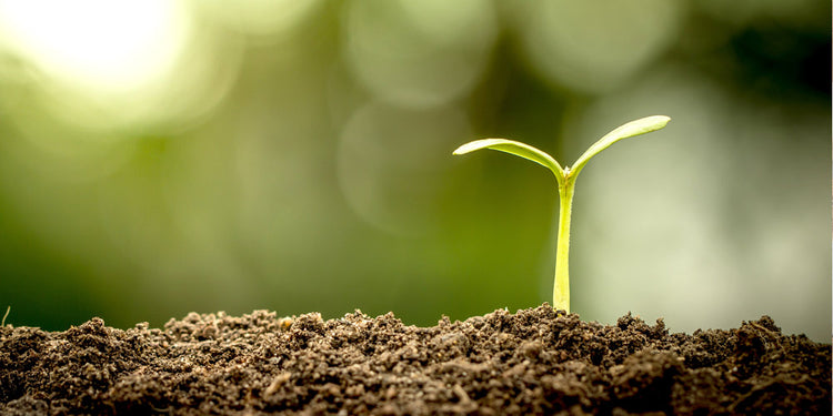 Nouveautés composteurs et articles zéro déchet pour la maison et le jardin