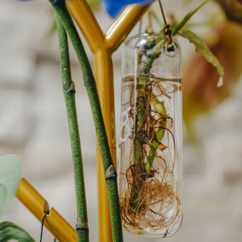bouture avec racines dans une verrine du Air Branch Greenfinity
