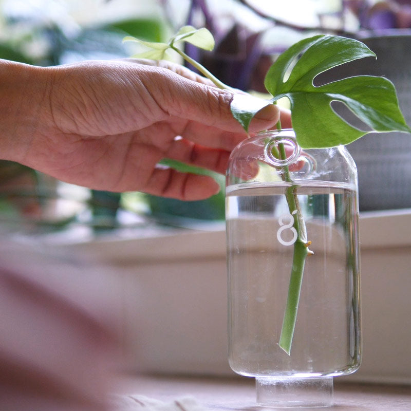 bouture de plante fraichement coupée en cours d'installation dans le vase à bouture Greenfinity