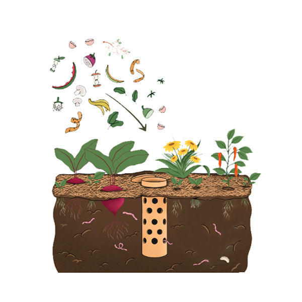 lombricomposteur à enterrer parmi les légumes pour fertiliser la terre de votre potager et recycler vos épluchures grâce à l'action des vers