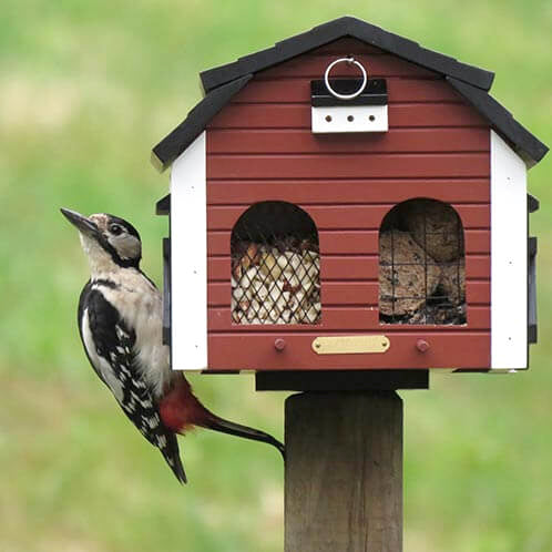 différentes espèces d'oiseaux sont attirées par la mangeoire dans le jardin