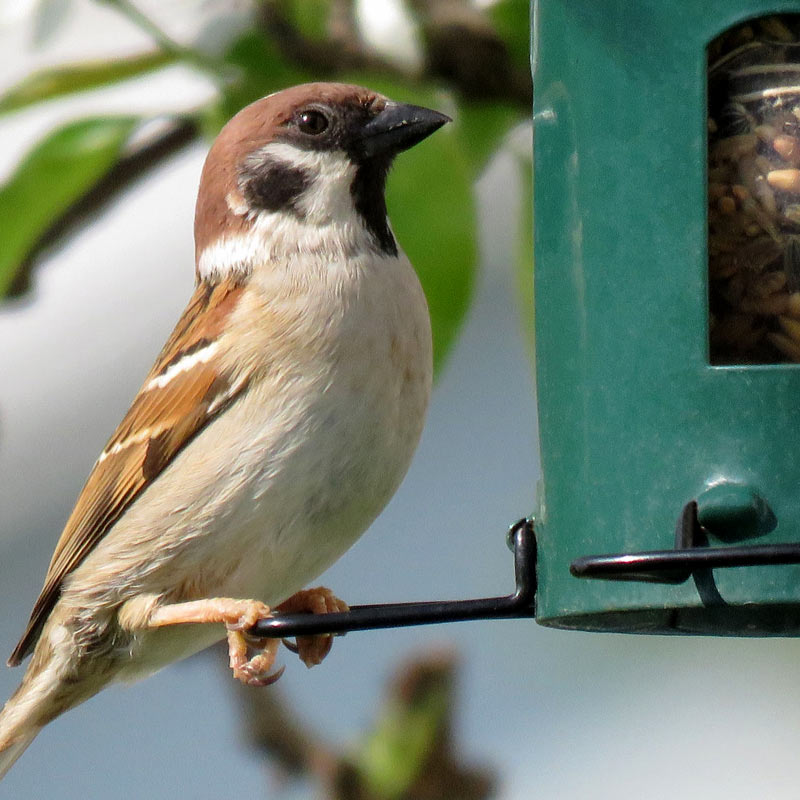 mangeoire à suspendre dans le jardin pour nourrir les oiseaux avec un mélange de graines durant l'hiver