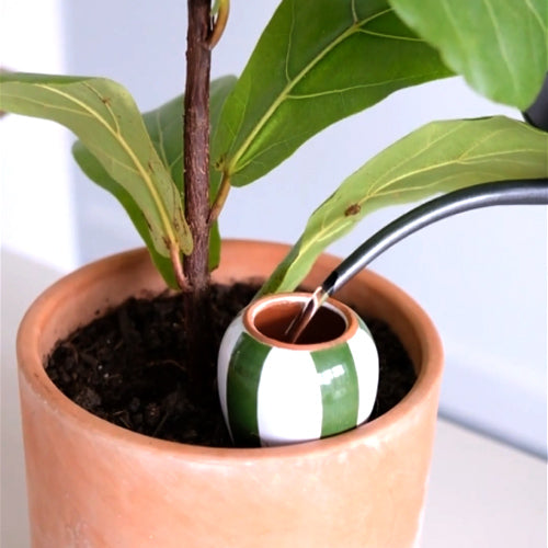 plantez l'olla pepin dans un pot aux pieds de votre plante, puis remplissez là et enfin observez l'arrosage autonome
