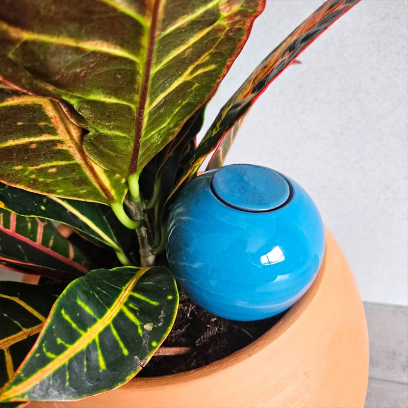 oyas artisanales bleu ciel à planter dans un pot de fleur au pied d'une plante