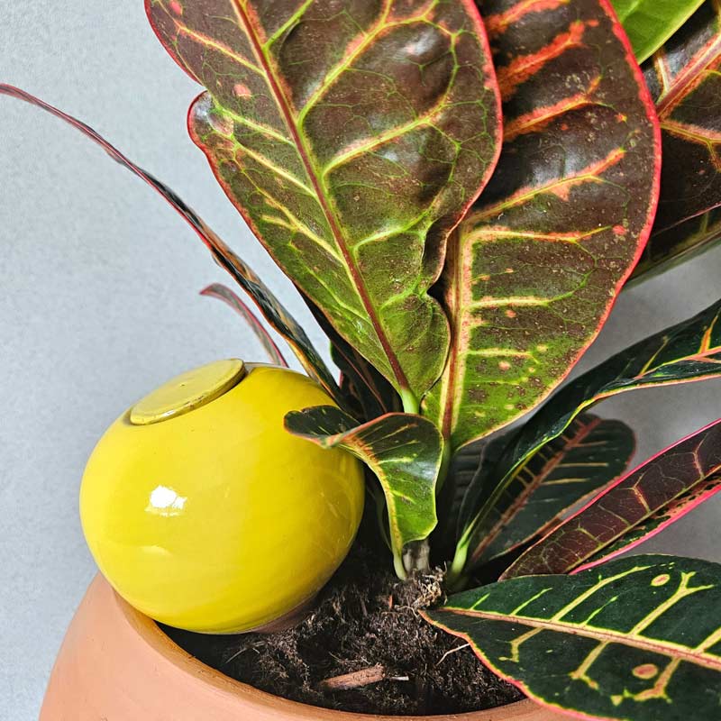 boule d'arrosage jaune au pied d'un croton