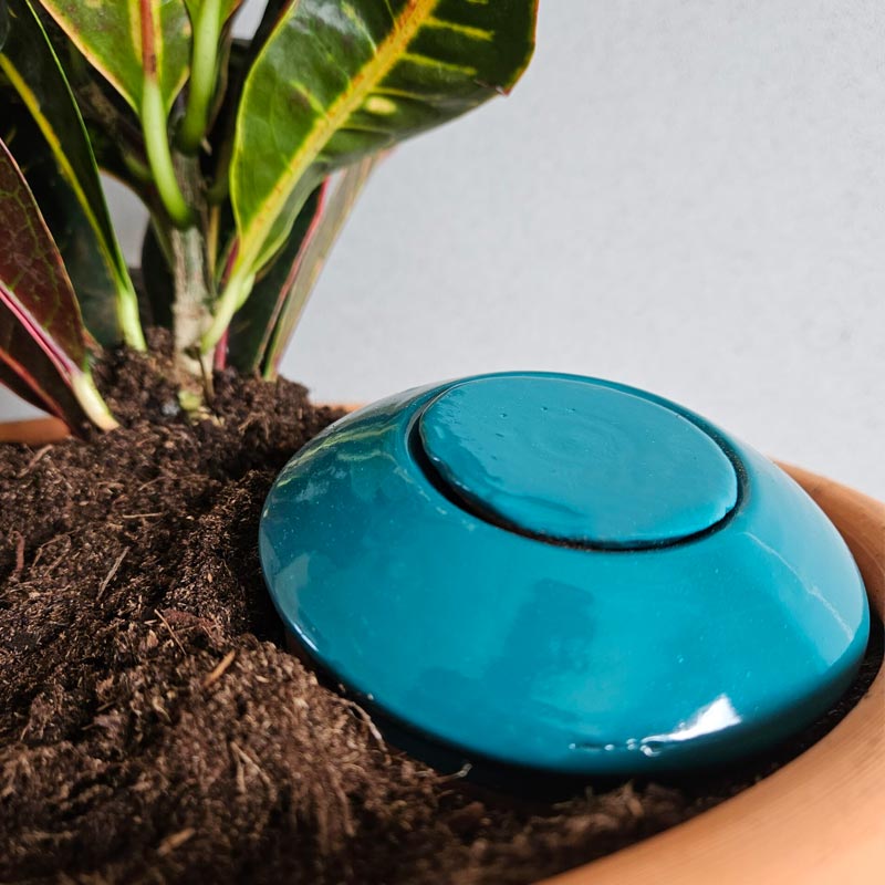 ollas bolet bleu canard fabriquées en France par la poterie lutton, idéal pour un arrosage ciblé et économique des plantes