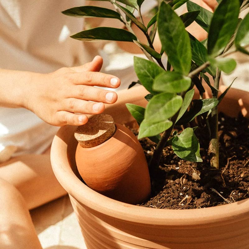 olla fabriquée à la main en terre cuite pour des plantes bien arrosées et en bonne santé