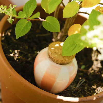 olla pepin plantée dans un pot, joli coloris rayé crème et orange pastel