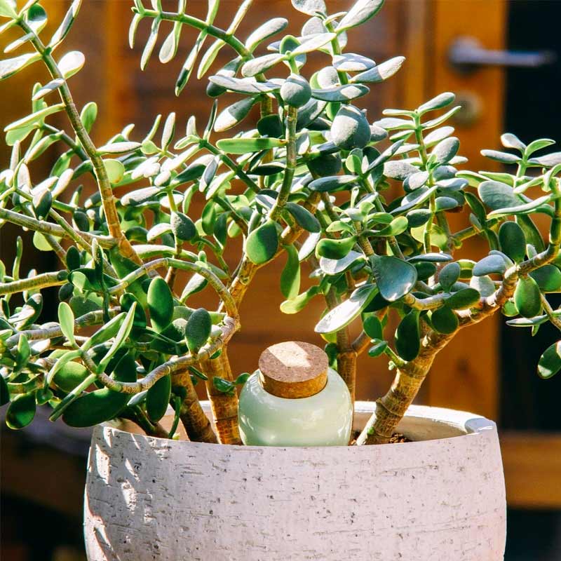 oya ou olla pepin verte plantée dans le pot d'une magnifique plante crassula ovata, bien arrosée et parfaitement épanouie