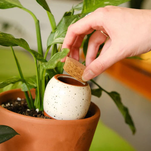 oya pepin blanche avec grains noirs plantée dans un pot au niveau des racines de la plante pour un arrosage optimal