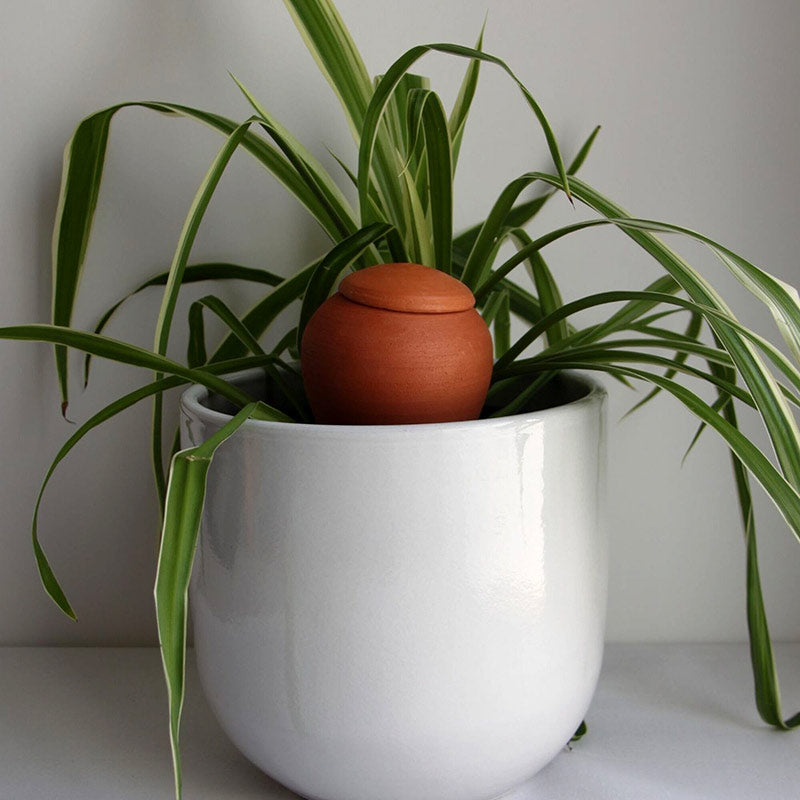 fève d'olla en terre cuite naturelle plantée dans le pot d'une plante araignée ou Phalange