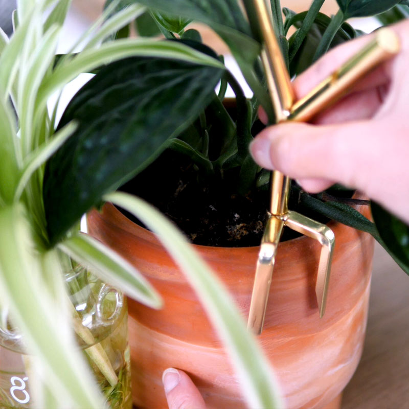 pique de plantation Air branch planté dans un pot greenfinity