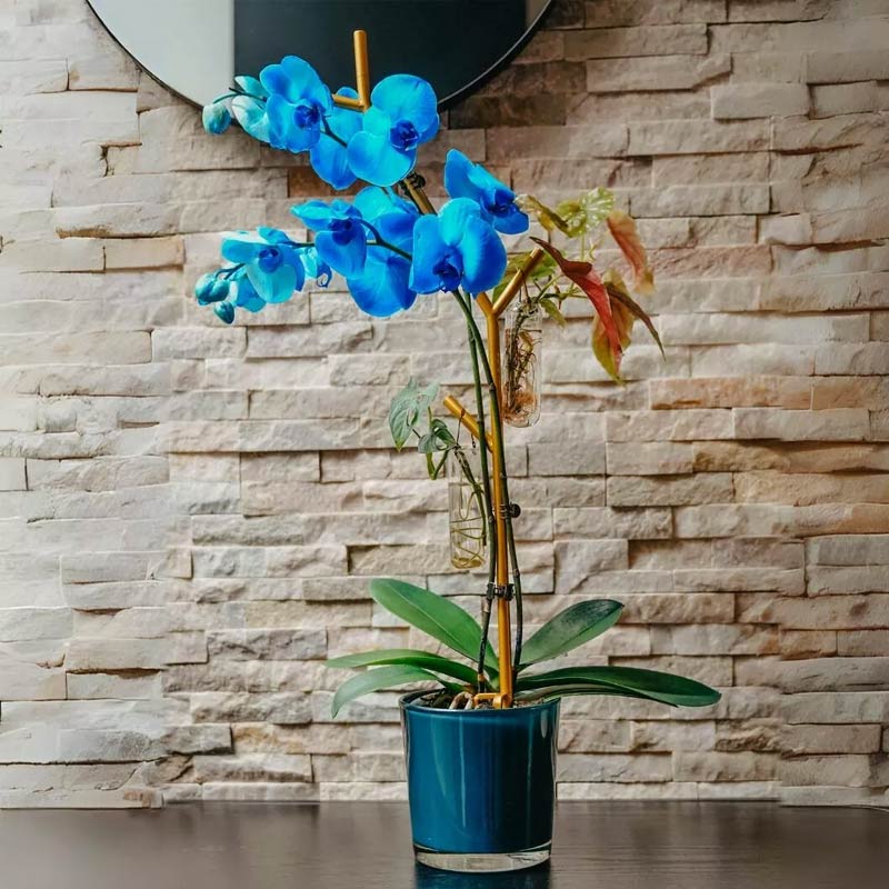 tuteur multifonctions air branch pour maintenir et faire grandir vos plantes d'intérieur préférées
