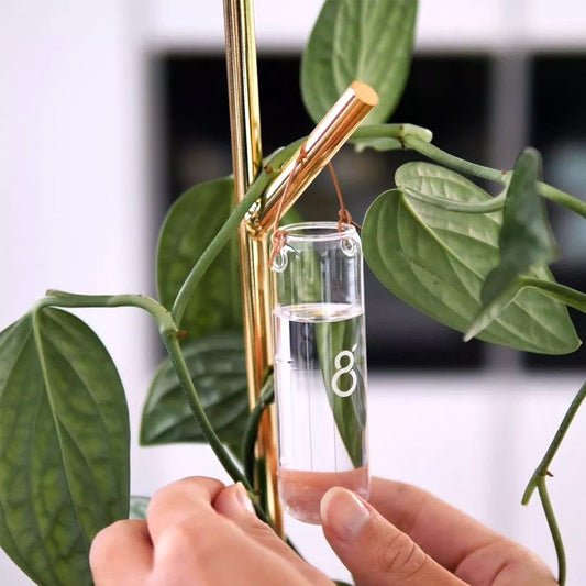 verrine en verre greenfinity attachée au tuteur air branch